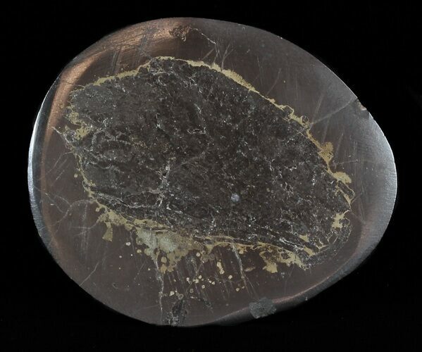 Polished Fish Coprolite (Fossil Poo) - Scotland #50471